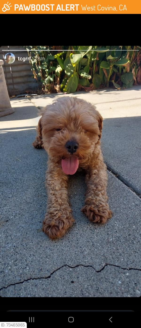 Found/Stray Male Dog last seen Cameron ave/Hollenbeck ave, West Covina, CA 91791
