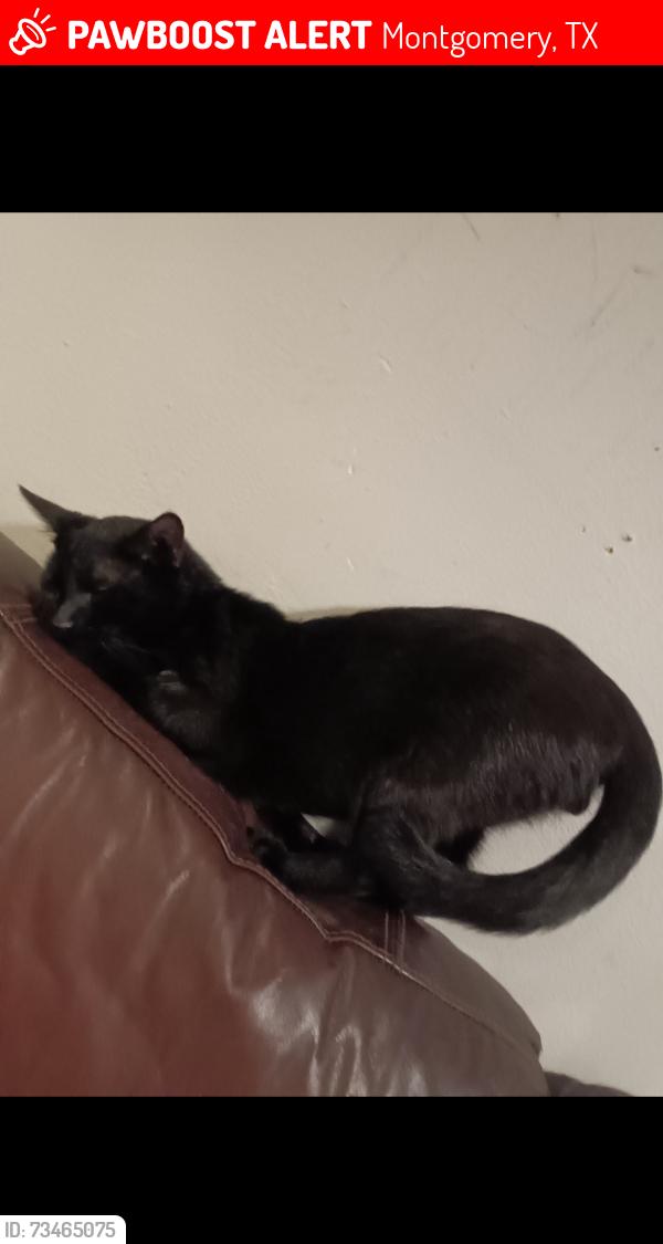 Lost Male Cat last seen Skylane dr Montgomery tx 77316, Montgomery, TX 77316