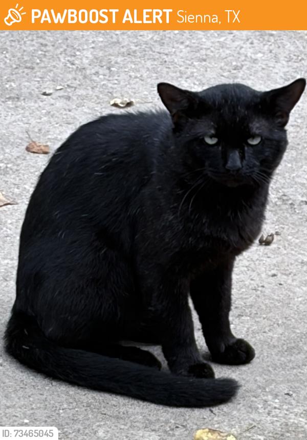Found/Stray Unknown Cat last seen Plantation Mill place, Sienna, TX 77459