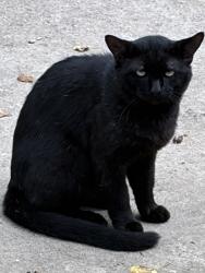Found/Stray Unknown Cat last seen Plantation Mill place, Sienna, TX 77459