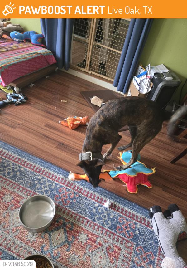 Found/Stray Male Dog last seen Live Oak's Main City Park, 18001 Park Dr, Live Oak, TX 78233, Live Oak, TX 78233