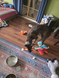 Found/Stray Male Dog last seen Live Oak's Main City Park, 18001 Park Dr, Live Oak, TX 78233, Live Oak, TX 78233