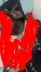 Lost Male Cat last seen Canterbury hse apmts, Batesville, IN 47006
