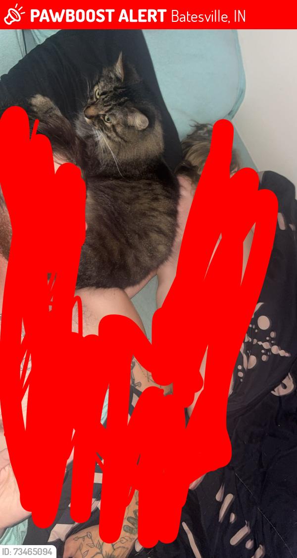Lost Male Cat last seen Canterbury hse apmts, Batesville, IN 47006