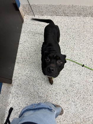 Shelter Stray Female Dog last seen Near Stanton Rd Sw, Atlanta, GA, 1251 Fulton Industrial Blvd NW, Atlanta, GA 30336, USA