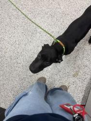Shelter Stray Male Dog last seen Near collier dr, Atlanta, GA, 1251 Fulton Industrial Blvd NW, Atlanta, GA 30336, USA