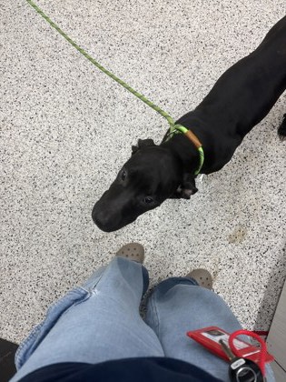 Shelter Stray Male Dog last seen Near collier dr, Atlanta, GA, 1251 Fulton Industrial Blvd NW, Atlanta, GA 30336, USA