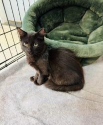 Shelter Stray Male Cat last seen Near Johnson Ferry Road, Atlanta, GA, 30319, 30319, GA, 3280 Chamblee Dunwoody Rd, Chamblee, GA 30341, USA
