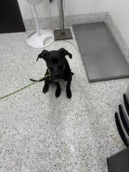 Shelter Stray Female Dog last seen Near collier dr, Atlanta, GA, 1251 Fulton Industrial Blvd NW, Atlanta, GA 30336, USA