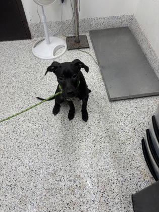 Shelter Stray Female Dog last seen Near collier dr, Atlanta, GA, 1251 Fulton Industrial Blvd NW, Atlanta, GA 30336, USA