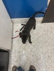 Shelter Stray Male Dog last seen Near Camp Creek Pkwy, College Park, GA, 1251 Fulton Industrial Blvd NW, Atlanta, GA 30336, USA