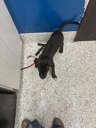 Shelter Stray Male Dog last seen Near Camp Creek Pkwy, College Park, GA, 1251 Fulton Industrial Blvd NW, Atlanta, GA 30336, USA