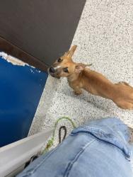 Shelter Stray Female Dog last seen Near Old Jonesboro Rd, Atlanta, GA, 1251 Fulton Industrial Blvd NW, Atlanta, GA 30336, USA