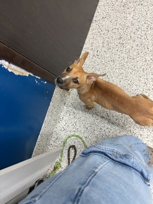 Shelter Stray Female Dog last seen Near Old Jonesboro Rd, Atlanta, GA, 1251 Fulton Industrial Blvd NW, Atlanta, GA 30336, USA