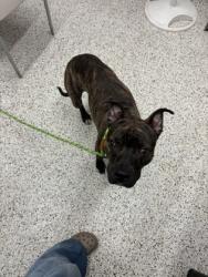 Shelter Stray Male Dog last seen Near CITYLINE AVE NE, Atlanta, GA, 1251 Fulton Industrial Blvd NW, Atlanta, GA 30336, USA