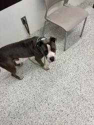 Shelter Stray Male Dog last seen Near Gobdy Rd, College Park, GA, 1251 Fulton Industrial Blvd NW, Atlanta, GA 30336, USA