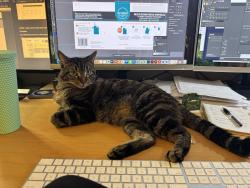 Lost Male Cat last seen Chelsea Heights Elementary, Saint Paul, MN 55108