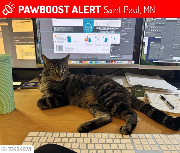 Lost Male Cat last seen Chelsea Heights Elementary, Saint Paul, MN 55108
