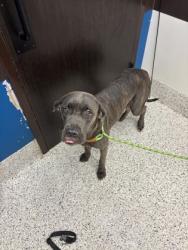 Shelter Stray Female Dog last seen Near Nash rd, Atlanta, GA, 1251 Fulton Industrial Blvd NW, Atlanta, GA 30336, USA