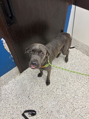 Shelter Stray Female Dog last seen Near Nash rd, Atlanta, GA, 1251 Fulton Industrial Blvd NW, Atlanta, GA 30336, USA