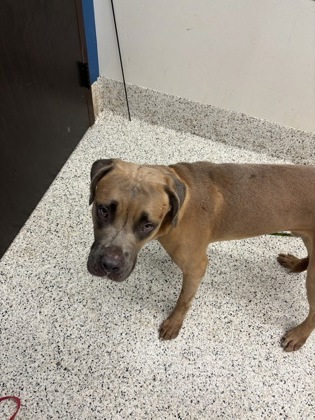 Shelter Stray Male Dog last seen Near Nash rd, Atlanta, GA, 1251 Fulton Industrial Blvd NW, Atlanta, GA 30336, USA
