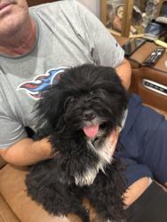 Lost Male Dog last seen Tiger lily circle, Naples, FL 34113