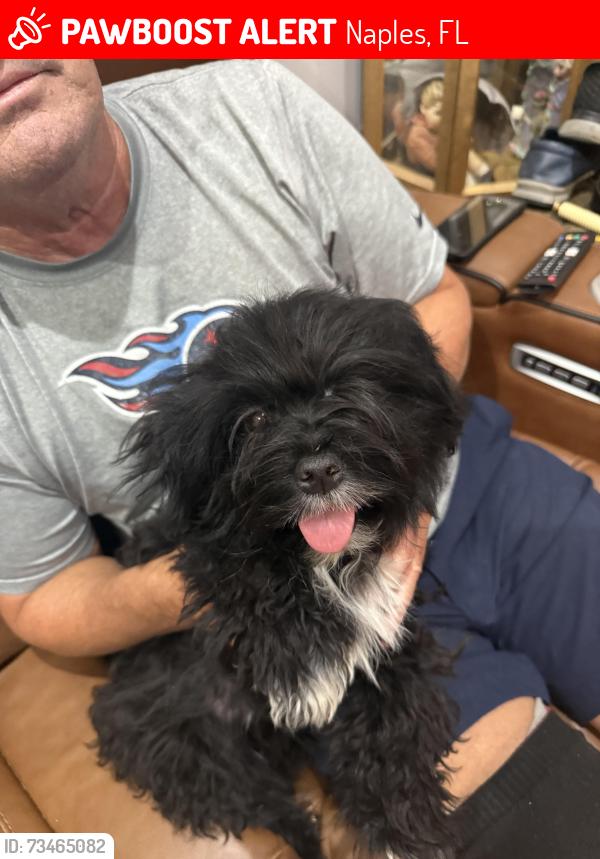 Lost Male Dog last seen Tiger lily circle, Naples, FL 34113