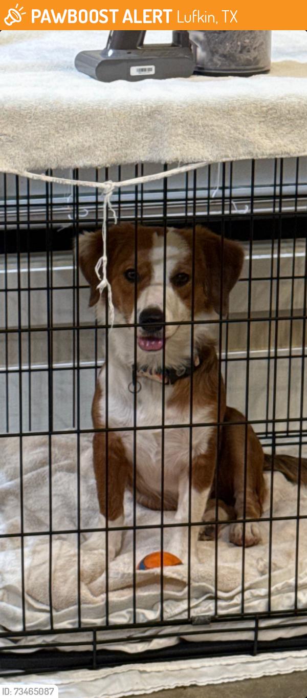 Found/Stray Male Dog last seen Near 3500 Ellen Trout Dr, Lufkin, TX 75904, Lufkin, TX 75904