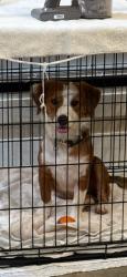 Found/Stray Male Dog last seen Near 3500 Ellen Trout Dr, Lufkin, TX 75904, Lufkin, TX 75904