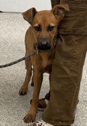 Shelter Stray Male Dog last seen Near Jackson Ave, 64130, MO, 7077 Elmwood Ave, Kansas City, MO 64132, USA