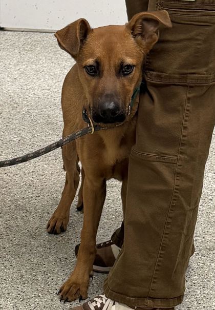 Shelter Stray Male Dog last seen Near Jackson Ave, 64130, MO, 7077 Elmwood Ave, Kansas City, MO 64132, USA