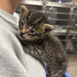 Shelter Stray Male Cat last seen Glenway Rd, Brooklyn, WI, Brooklyn, Village of, WI, 5132 Voges Rd, Madison, WI 53718, USA