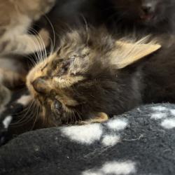 Shelter Stray Female Cat last seen Glenway Rd, Brooklyn, WI, Brooklyn, Village of, WI, 5132 Voges Rd, Madison, WI 53718, USA