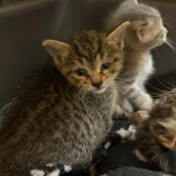 Shelter Stray Female Cat last seen Glenway Rd, Brooklyn, WI, Brooklyn, Village of, WI, 5132 Voges Rd, Madison, WI 53718, USA