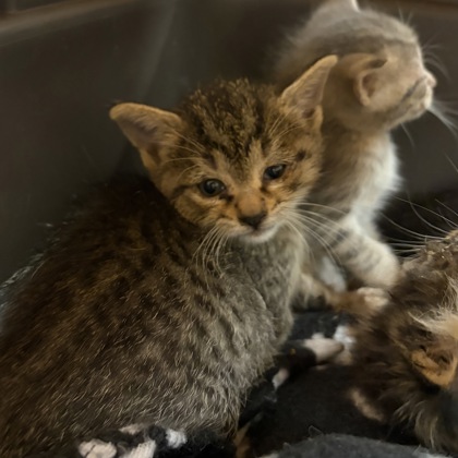 Shelter Stray Female Cat last seen Glenway Rd, Brooklyn, WI, Brooklyn, Village of, WI, 5132 Voges Rd, Madison, WI 53718, USA