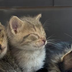 Shelter Stray Male Cat last seen Glenway Rd, Brooklyn, WI, Brooklyn, Village of, WI, 5132 Voges Rd, Madison, WI 53718, USA