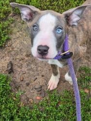 Shelter Stray Male Dog last seen Near W. Mulberry, 21216, MD, 2490 Giles Rd, Baltimore, MD 21225, USA