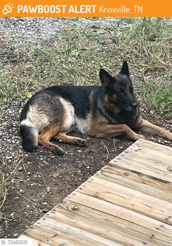 Found/Stray Unknown Dog last seen Dante rd, Knoxville, TN 37912