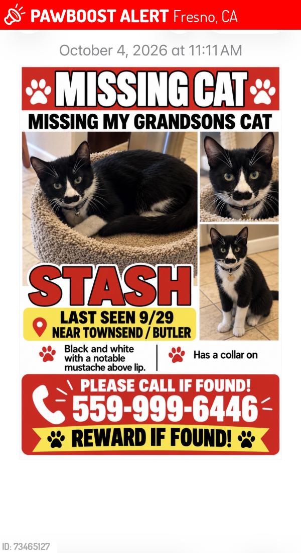 Lost Male Cat last seen Temperance/Butler, Fresno, CA 93727