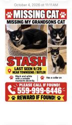 Lost Male Cat last seen Temperance/Butler, Fresno, CA 93727