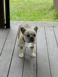 Reunited Male Dog last seen Walraven Drive, Huffman, TX 77336