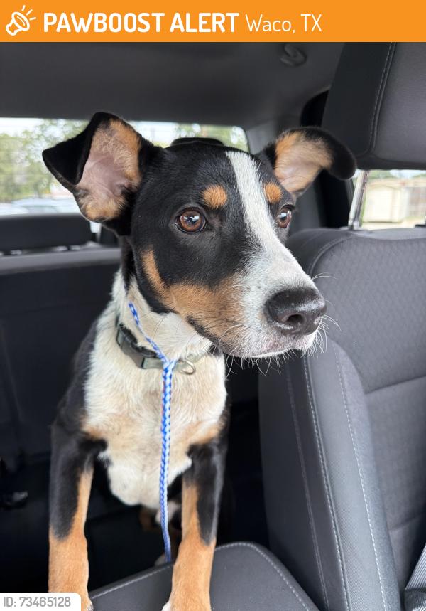 Found/Stray Male Dog last seen 18th street and gurly, Waco, TX 76707