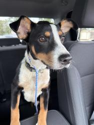 Found/Stray Male Dog last seen 18th street and gurly, Waco, TX 76707