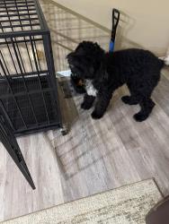 Lost Male Dog last seen Avent rd, Whitakers, NC 27891