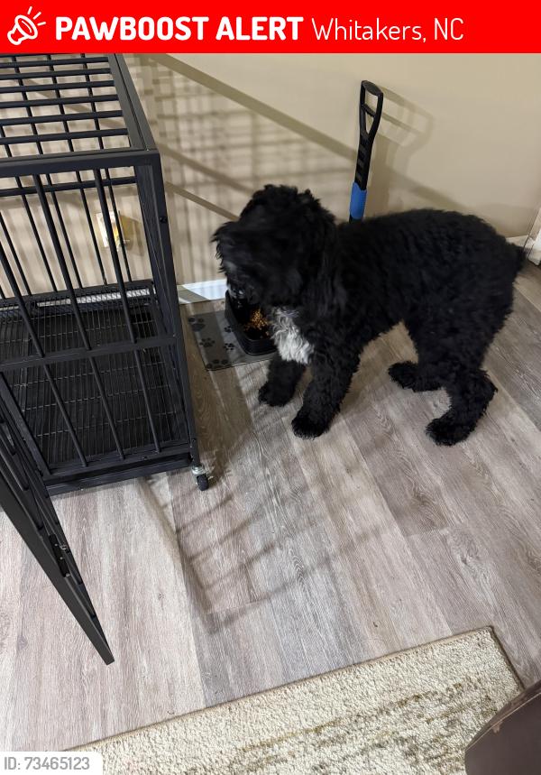 Lost Male Dog last seen Avent rd, Whitakers, NC 27891