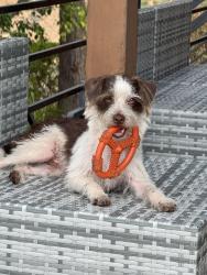 Reunited Male Dog last seen Skyline and Bear, Woodside, CA 94062