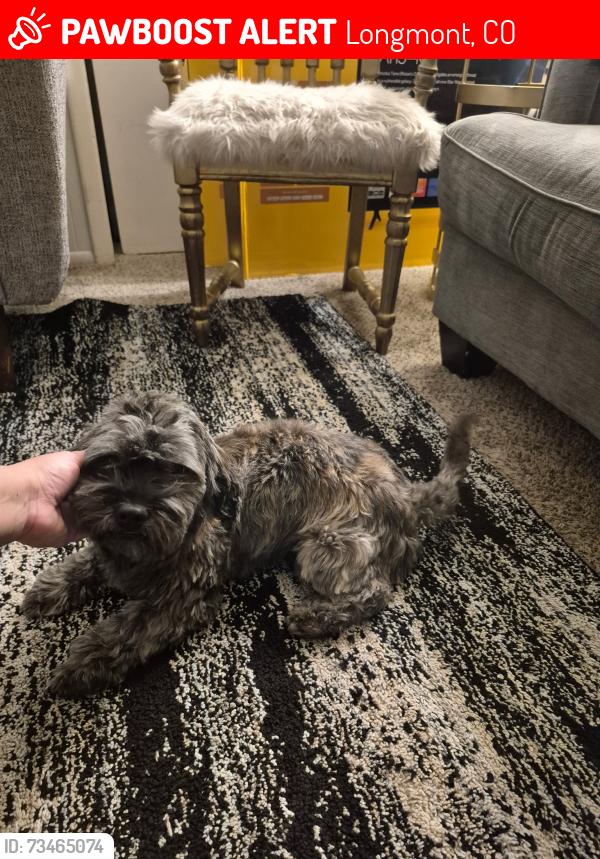 Lost Male Dog last seen Near gardner Dr Logmont co 80504, Longmont, CO 80504