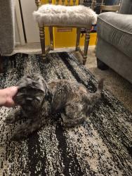 Lost Male Dog last seen Near gardner Dr Logmont co 80504, Longmont, CO 80504