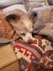 Reunited Female Dog last seen Carthay Cir & Camino Paz, La Mesa, CA 91941