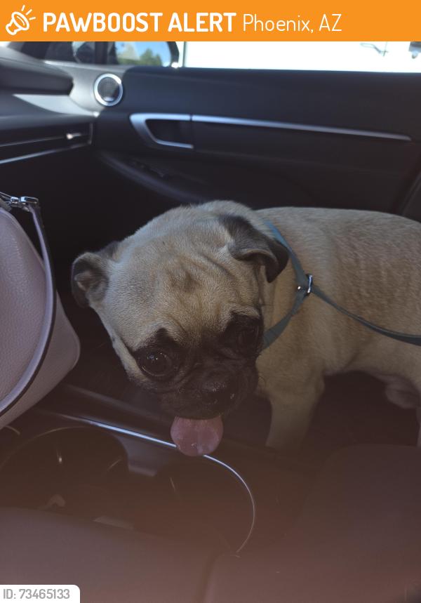 Found/Stray Male Dog last seen 24th st and Broadway, Phoenix, AZ 85040